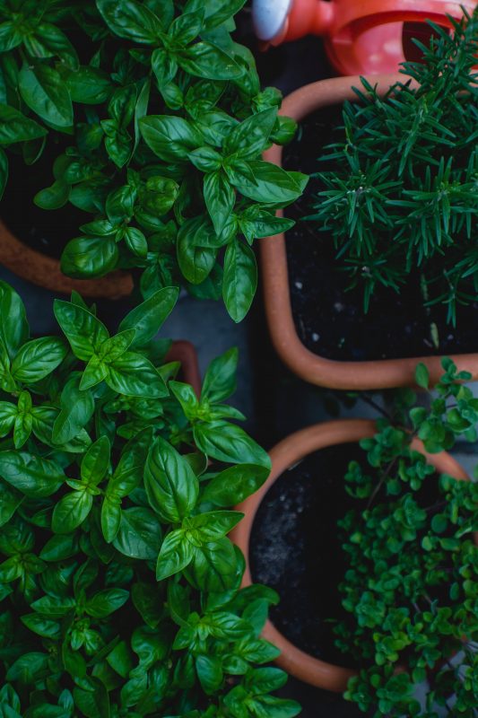 vasos de plantas folhagem